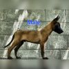 DogsIndia.com  Belgian Malinois  Crossfield's Kennel