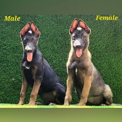 DogsIndia.com  Belgian Malinois  Crossfield's Kennel
