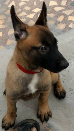 DogsIndia.com - Belgian Malinois - Meena Kennels