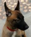 DogsIndia.com - Belgian Malinois - Meena Kennels