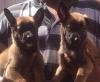 DogsIndia.com - Belgian Malinois - Mettu Raghu