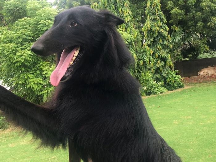 DogsIndia.com - Belgian Shepherd - Akshay Dagar