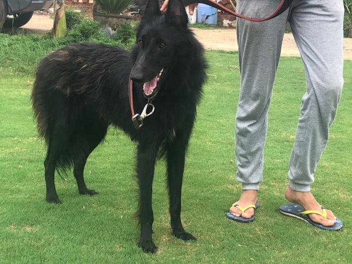 DogsIndia.com - Belgian Shepherd - Akshay Dagar