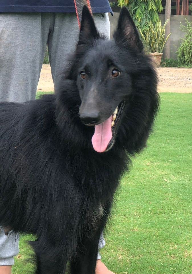 DogsIndia.com - Belgian Shepherd - Akshay Dagar