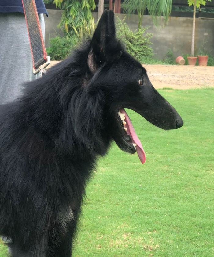 DogsIndia.com - Belgian Shepherd - Akshay Dagar