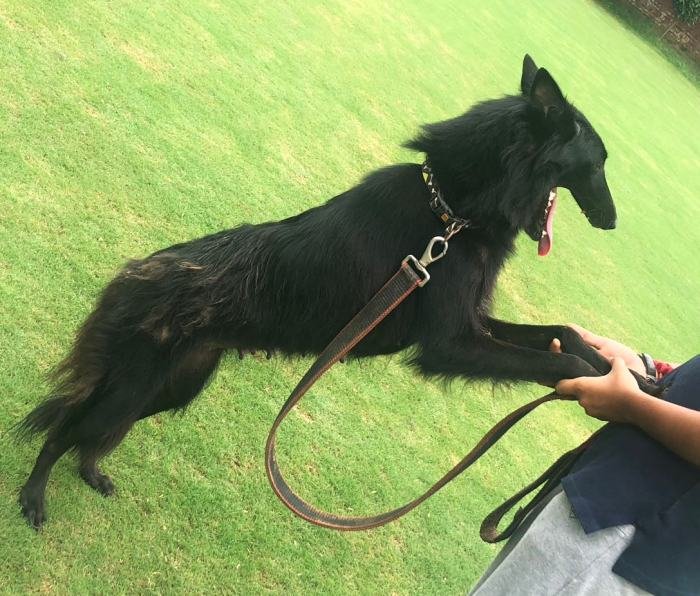 DogsIndia.com - Belgian Shepherd - Akshay Dagar
