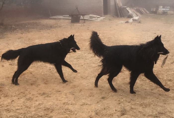 DogsIndia.com - Belgian Shepherd - Akshay Dagar