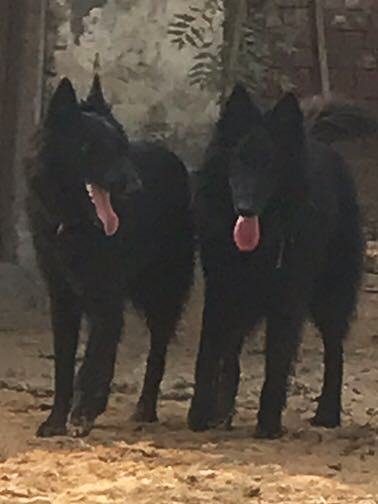 DogsIndia.com - Belgian Shepherd - Akshay Dagar