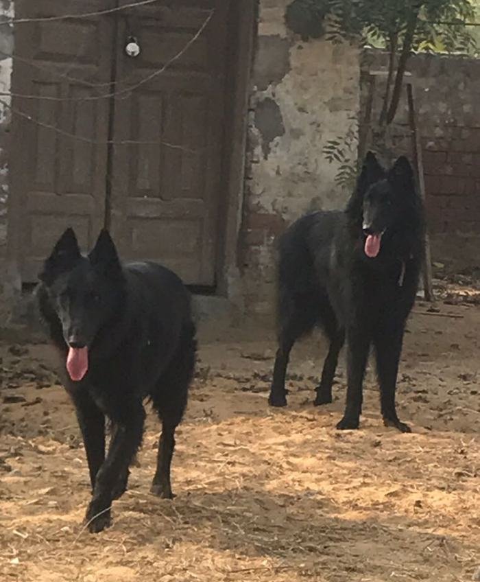 DogsIndia.com - Belgian Shepherd - Akshay Dagar
