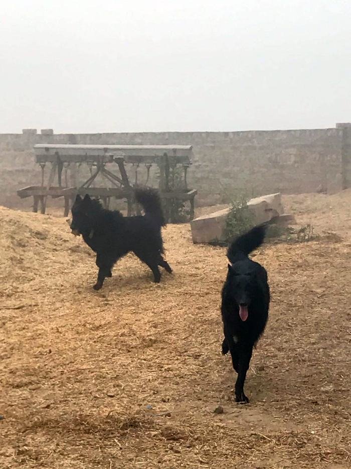 DogsIndia.com - Belgian Shepherd - Akshay Dagar