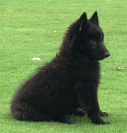 DogsIndia.com - Belgian Shepherd - Akshay Dagar