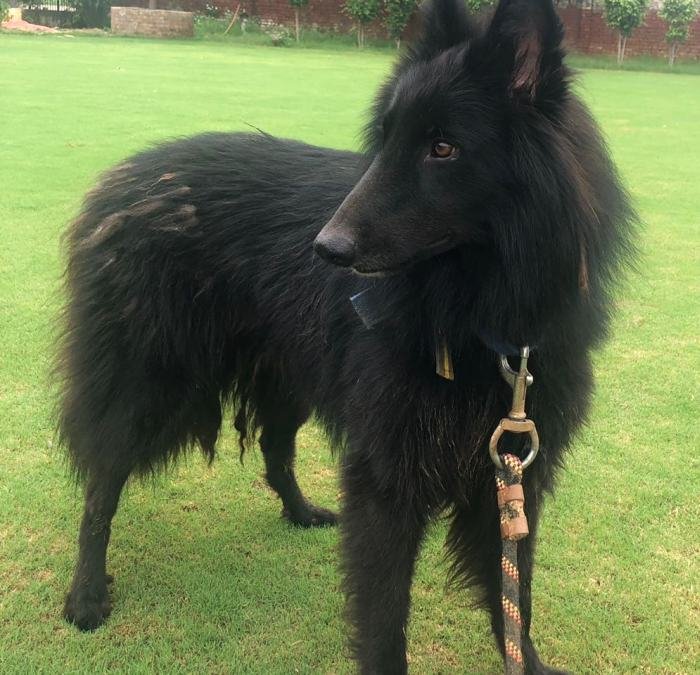 DogsIndia.com - Belgian Shepherd - Akshay Dagar