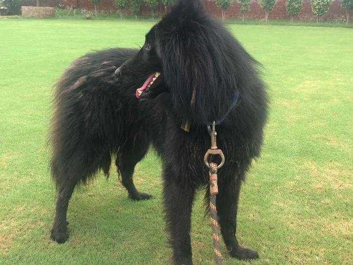 DogsIndia.com - Belgian Shepherd - Akshay Dagar