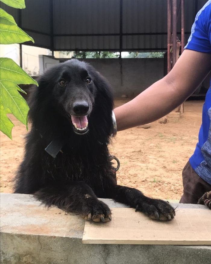 DogsIndia.com - Belgian Shepherd - Akshay Dagar