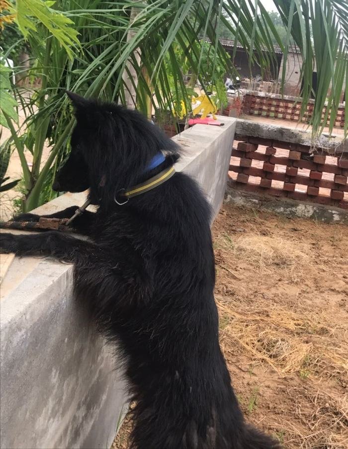 DogsIndia.com - Belgian Shepherd - Akshay Dagar