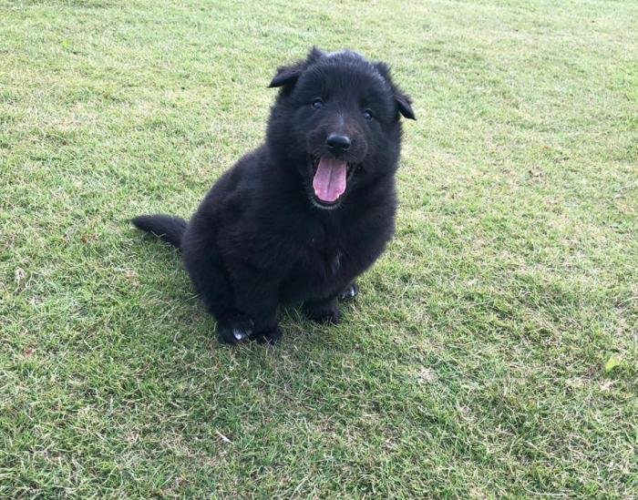 DogsIndia.com - Belgian Shepherd - Akshay Dagar