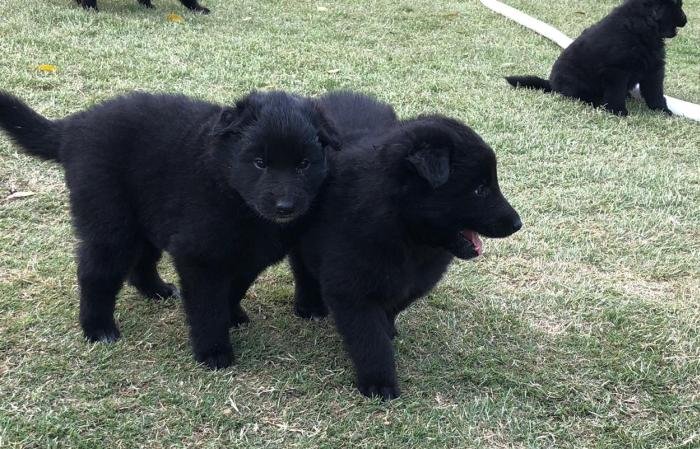 DogsIndia.com - Belgian Shepherd - Akshay Dagar