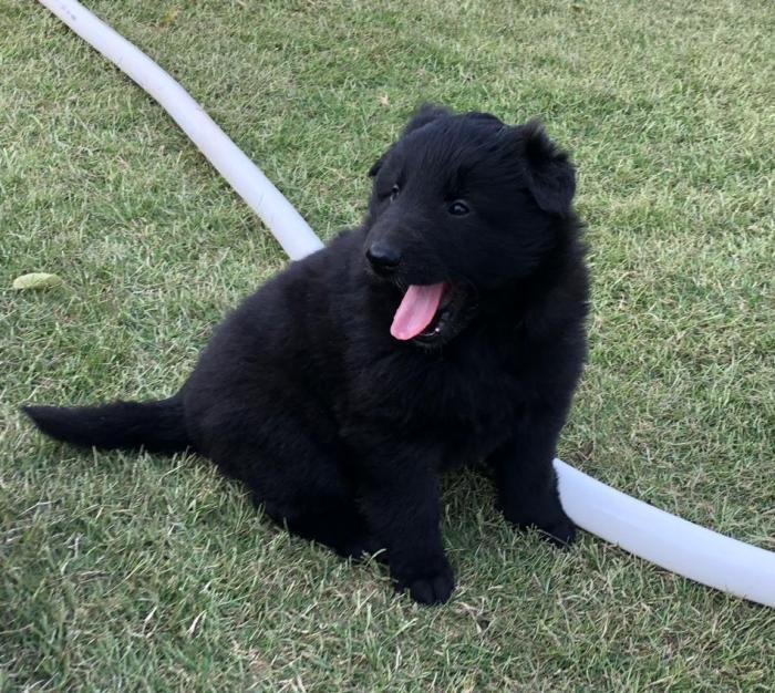 DogsIndia.com - Belgian Shepherd - Akshay Dagar