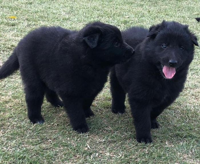 DogsIndia.com - Belgian Shepherd - Akshay Dagar