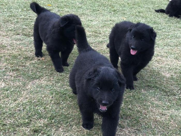 DogsIndia.com - Belgian Shepherd - Akshay Dagar