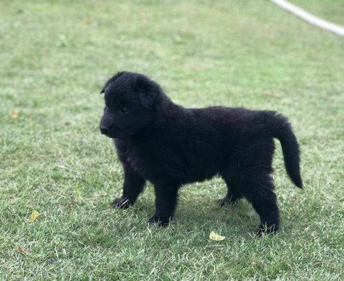 DogsIndia.com - Belgian Shepherd - Akshay Dagar