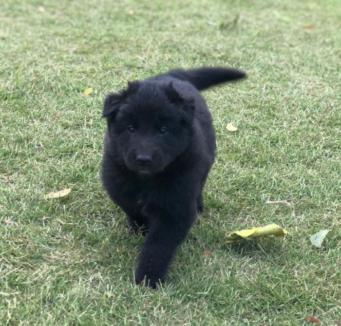 DogsIndia.com - Belgian Shepherd - Akshay Dagar