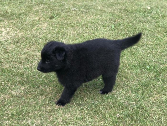 DogsIndia.com - Belgian Shepherd - Akshay Dagar