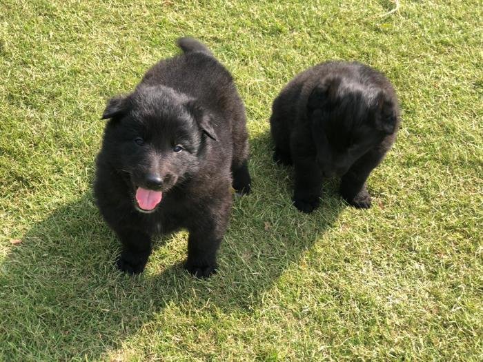 DogsIndia.com - Belgian Shepherd - Akshay Dagar