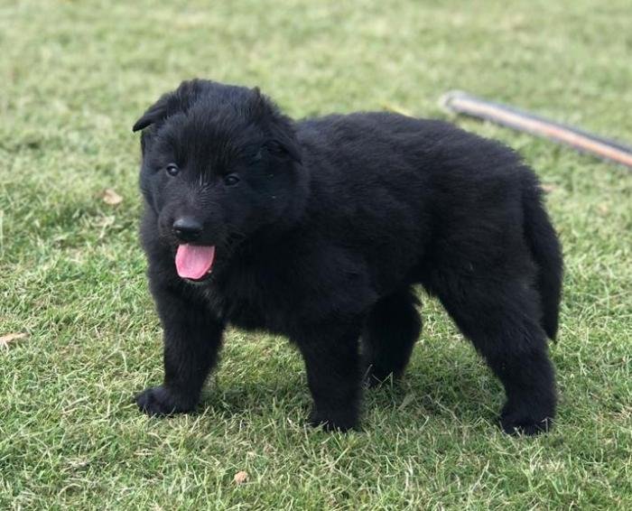 DogsIndia.com - Belgian Shepherd - Akshay Dagar
