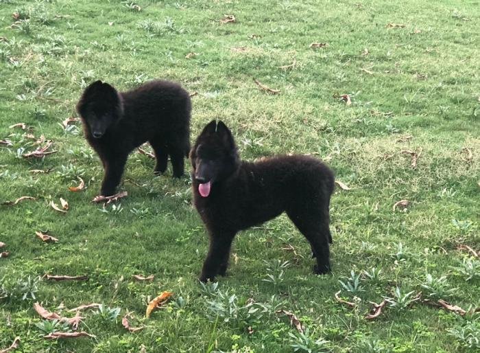 DogsIndia.com - Belgian Shepherd - Akshay Dagar