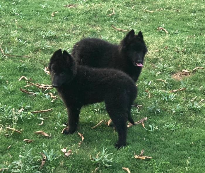 DogsIndia.com - Belgian Shepherd - Akshay Dagar