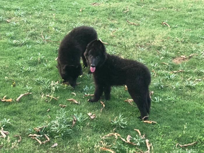 DogsIndia.com - Belgian Shepherd - Akshay Dagar