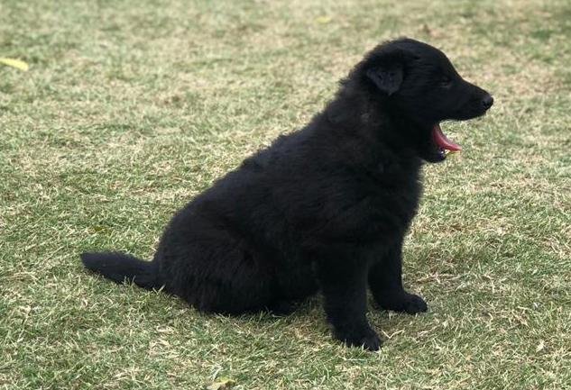 DogsIndia.com - Belgian Shepherd - Akshay Dagar