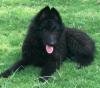 DogsIndia.com - Belgian Shepherd - Akshay Dagar