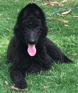 DogsIndia.com - Belgian Shepherd - Akshay Dagar
