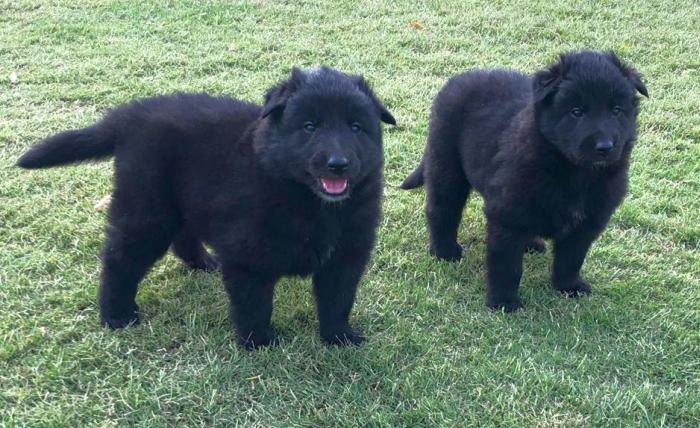 DogsIndia.com - Belgian Shepherd - Akshay Dagar