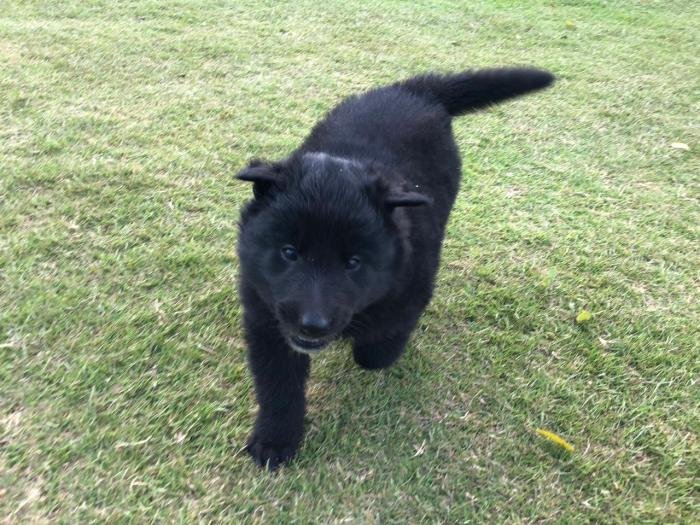DogsIndia.com - Belgian Shepherd - Akshay Dagar