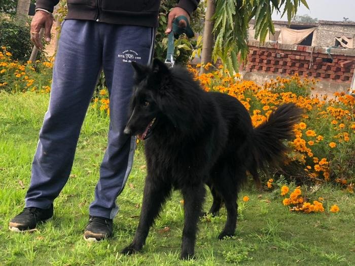 DogsIndia.com - Belgian Shepherd - Akshay Dagar