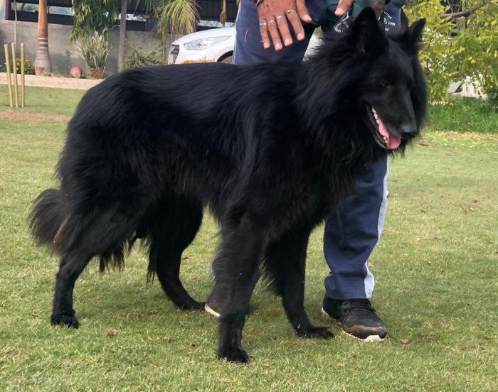 DogsIndia.com - Belgian Shepherd - Akshay Dagar