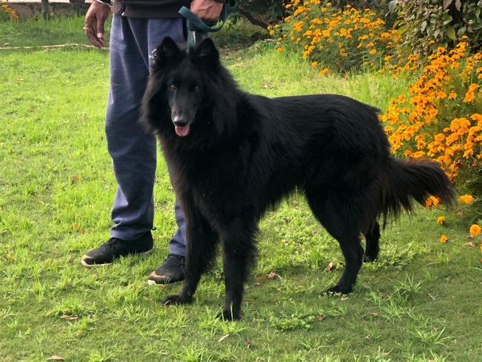 DogsIndia.com - Belgian Shepherd - Akshay Dagar