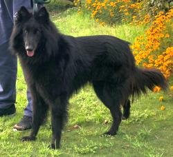 DogsIndia.com - Belgian Shepherd - Akshay Dagar