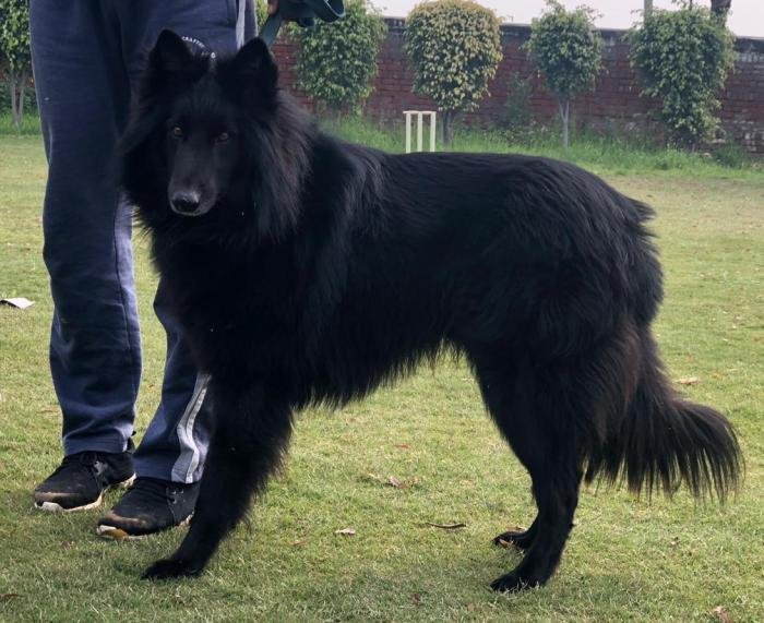 DogsIndia.com - Belgian Shepherd - Akshay Dagar
