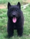 DogsIndia.com - Belgian Shepherd - Akshay Dagar
