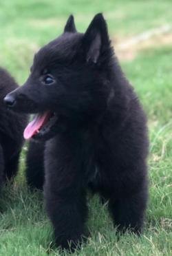 DogsIndia.com - Belgian Shepherd - Akshay Dagar