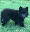 DogsIndia.com - Belgian Shepherd - Akshay Dagar