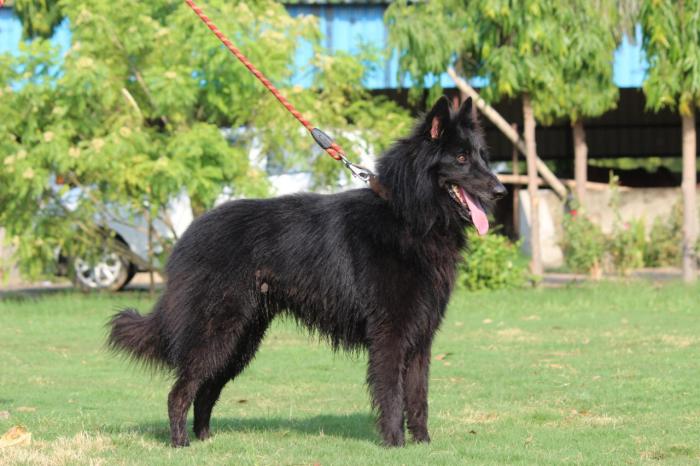 DogsIndia.com - Belgian Shepherd - Akshay Dagar