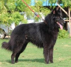 DogsIndia.com - Belgian Shepherd - Akshay Dagar