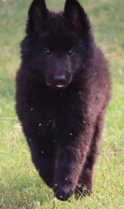 DogsIndia.com - Belgian Shepherd - Akshay Dagar