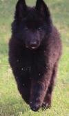 DogsIndia.com - Belgian Shepherd - Akshay Dagar