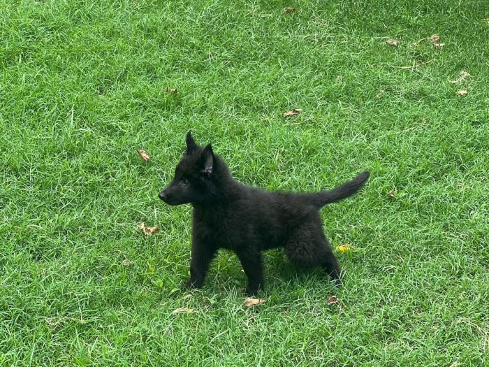 DogsIndia.com - Belgian Shepherd - Akshay Dagar